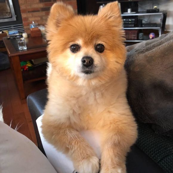 Meet your Posher, Olivia - Picture 1 of 1